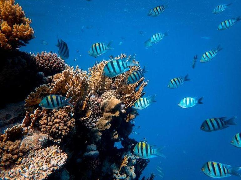 Mercan resifleri neden bu kadar önemli