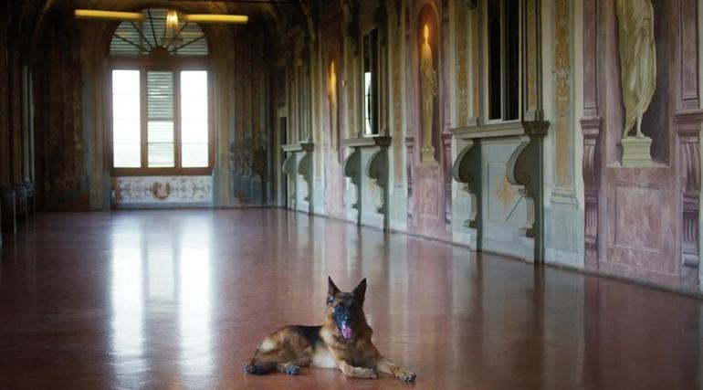 Madonnanın eski malikanesinde yaşıyor: Dünyanı en zengin köpeğinin sakladığı sır