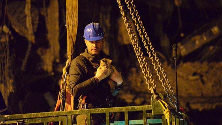 Galeria AVMdeki kedilerden biri kurtarıldı