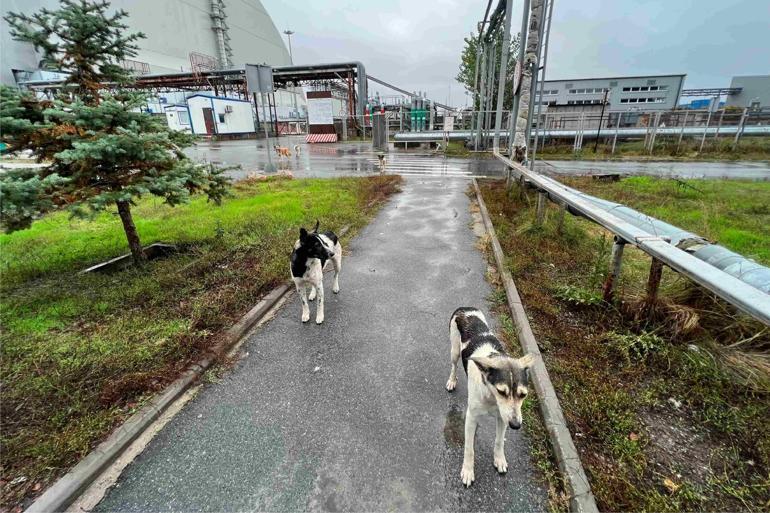 Çernobil faciasında hayatta kalan köpeklerin gizemi araştırılıyor
