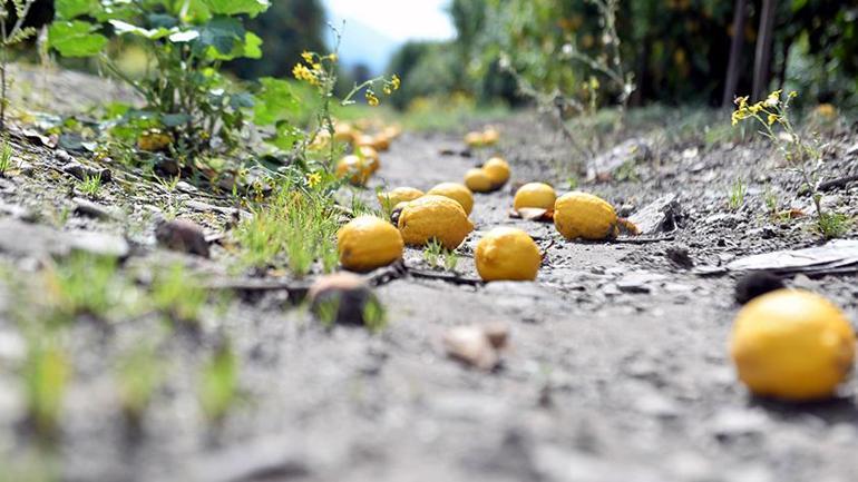 Arsuz’da limon dalında kaldı; perakendeciler hasat için seferberlik başlattı