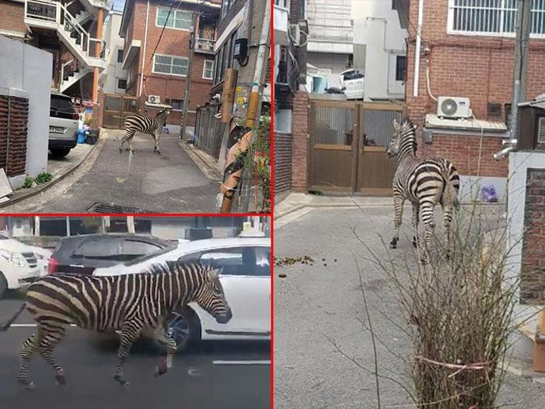 Zebra hayvanat bahçesinden kaçtı, şehri birbirine kattı