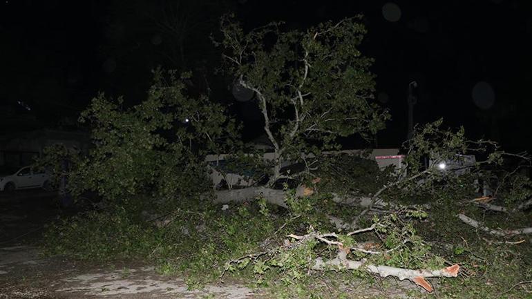 Depremde ayakta kalan 100 yıllık çınar ağacı, fırtınaya dayanamadı