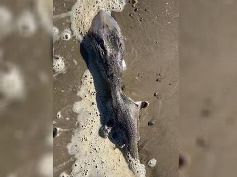 Sahilde yürürken uzaylı benzeri yaratık buldu Ne olduğu henüz belli değil
