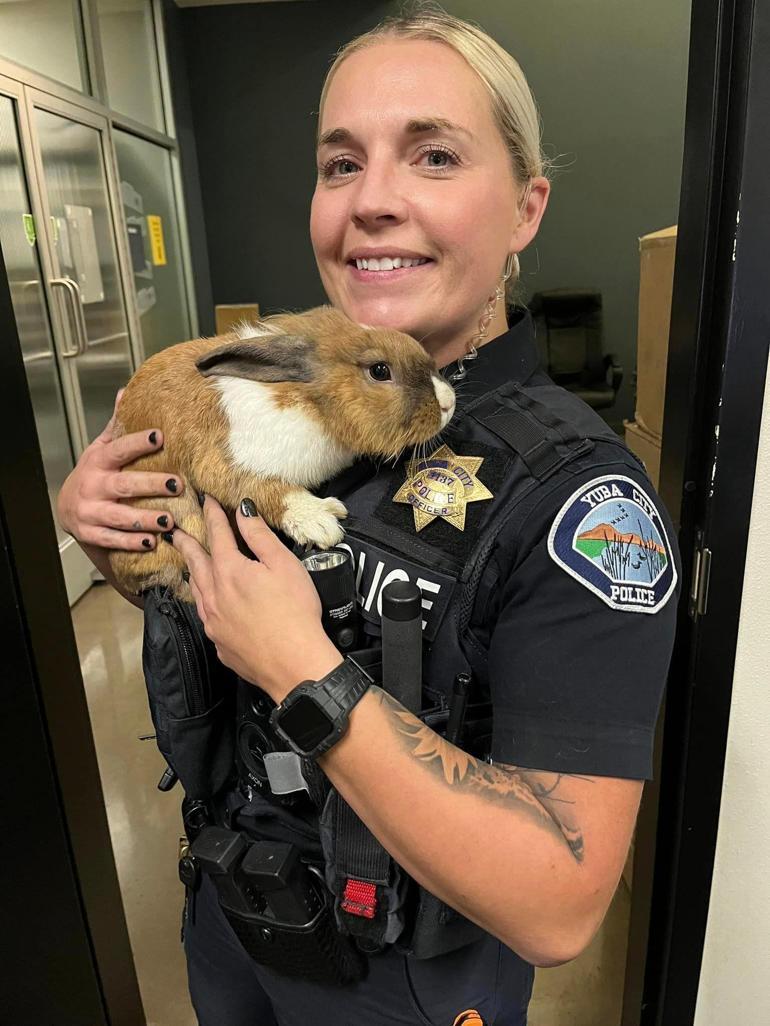 Tavşan polis sosyal medyada ilgi çekti