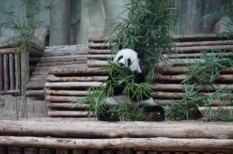Milyonların sevgilisi dev panda Lin Hui hayatını kaybetti