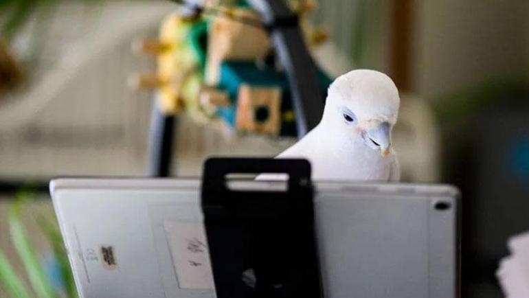 Şoke eden araştırma Görüntülü konuşma papağanların yalnızlığını çözdü