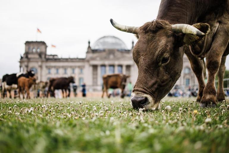 Almanya’da aktivistler meclis önünde inek otlattı