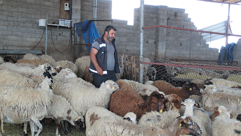 Depremde koyunları telef oldu, gelen telefonla hayatının şokunu yaşadı