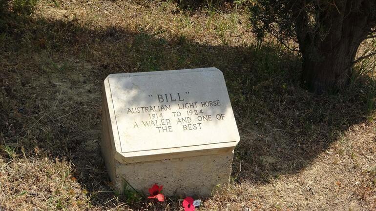 Çanakkale Savaşlarında adına mezar taşı olan tek savaş atı; Bill