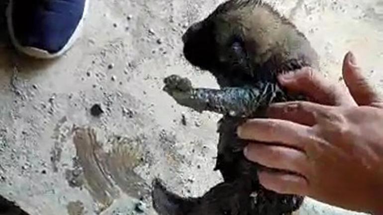 Kanalizasyon borusuna atılan yavru köpekler kurtarıldı