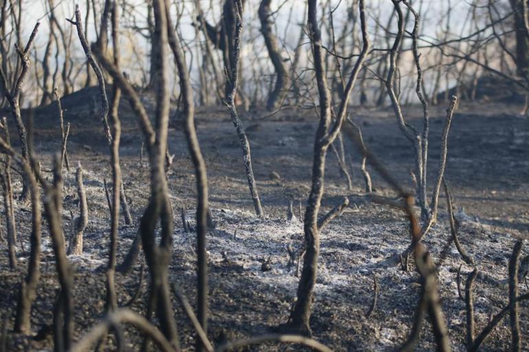 Son dakika: Adana’daki orman yangını kontrol altına alındı