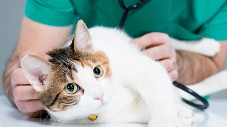 Veteriner hekim ziyaretlerinden değil, kediniz ile yaşadığınız mutluluğun kesintiye uğramasından endişe edin