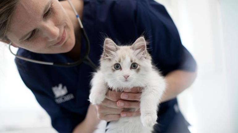 Veteriner hekim ziyaretlerinden değil, kediniz ile yaşadığınız mutluluğun kesintiye uğramasından endişe edin
