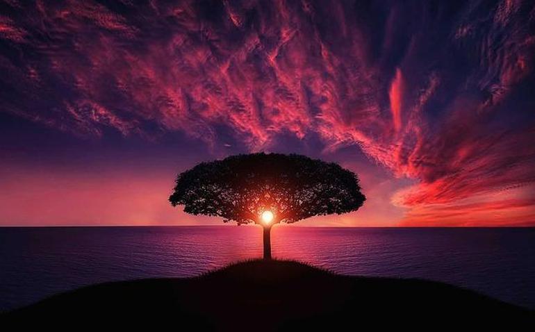 Rüyada ağaç görmek ne anlama gelir Rüyada ağaç görmek nasıl yorumlanır, neye işarettir