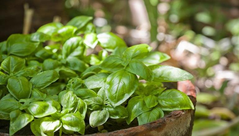 Doğanın mucizesi yararlı bitkiler: Sağlığınızı doğal yollarla destekleyin