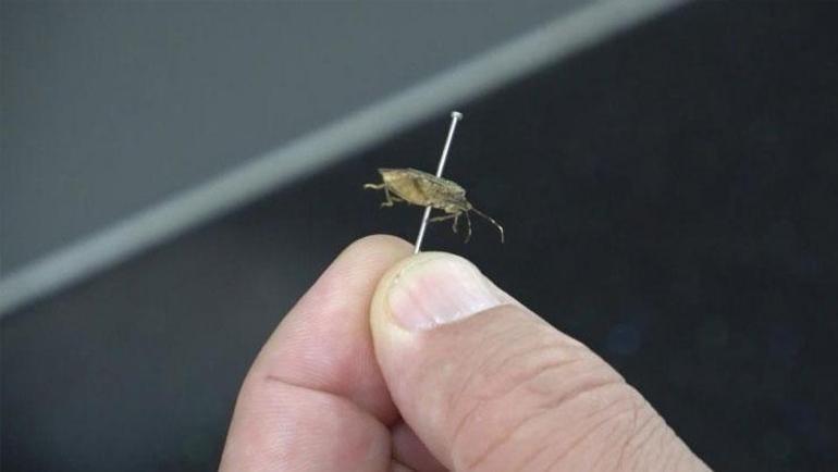 ‘Kahverengi kokarca’ya karşı ‘samuray arısı’ Yüzde 70 azaltıyor
