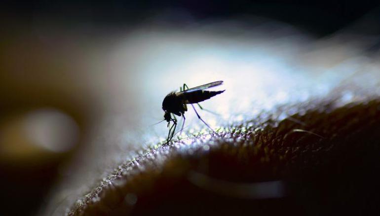 Havalar ısınmaya başladı Sivrisineklerden korunmanın en etkili yollarından biri bu
