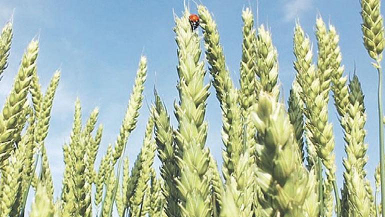 Bugün ve gelecek için yaşanabilir bir dünya