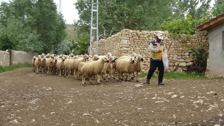 Asgari ücretin neredeyse 3 katını veriyorlar Çoban bulamayan köylüler, hayvanlarını satıyor