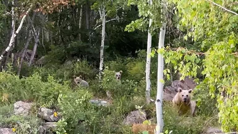 Şoke eden anlar kamerada Ayılar sofrayı bastı