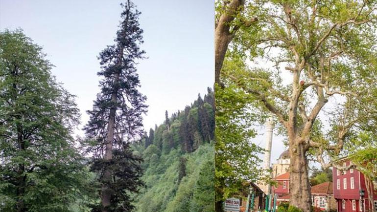 Türkiye’nin en yaşlı ağacı Tunç Çağı’ndan beri ayakta Osmanlı padişahlarını dahi gördüler