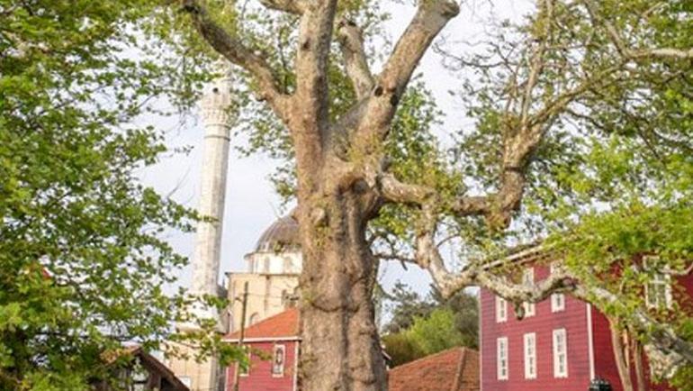 Türkiye’nin en yaşlı ağacı Tunç Çağı’ndan beri ayakta Osmanlı padişahlarını dahi gördüler