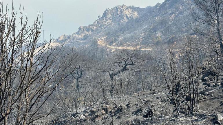 İzmirin çiçekler açan dağları şimdi kapkara