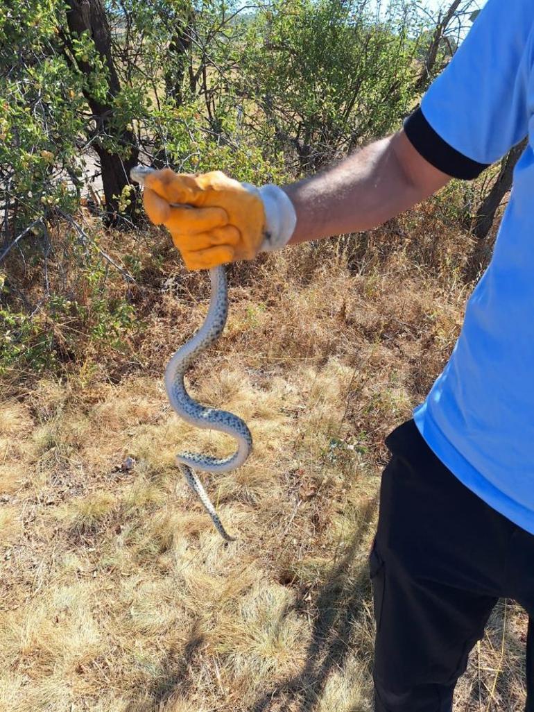 Kazı alanında sürpriz misafir Tarihi küpten içinden çıkan panik yarattı