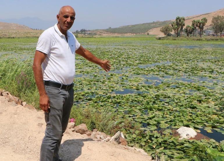 Hatayda Gölbaşı Gölünde ‘nilüfer’ istilası