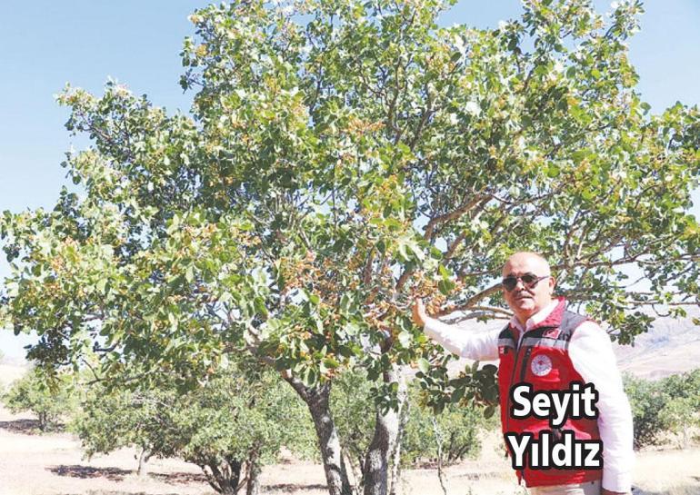 Karadenizin kokulu üzümünü dünya tanıyacak