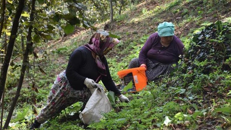 Bin liranın üzerinde yevmiye veriyor ama çalıştıracak işçi bulamıyor