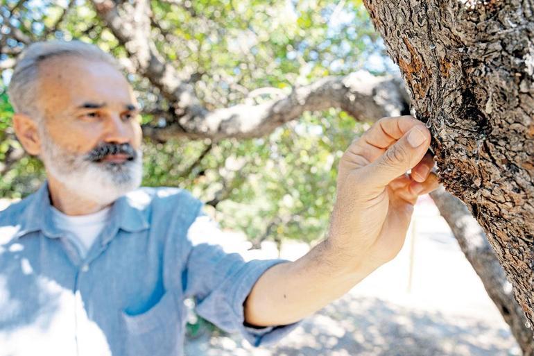 Çeşme, Yunanistanı tahtan indirmeye aday