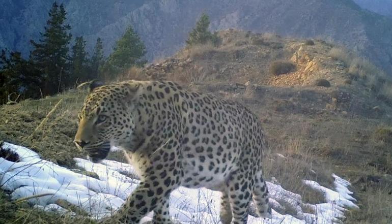 400 fotokapan kuruldu 10 Anadolu parsı görüntülendi, hepsi aynı cinsiyet