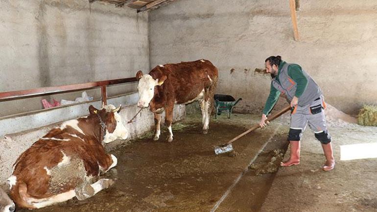 Evlenmekten vazgeçip 12 inek ile köye yerleşti Tüm hayatı değişti