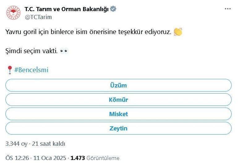 Yavru goril için en çok önerilen 4 isim Bakanlık anket başlattı