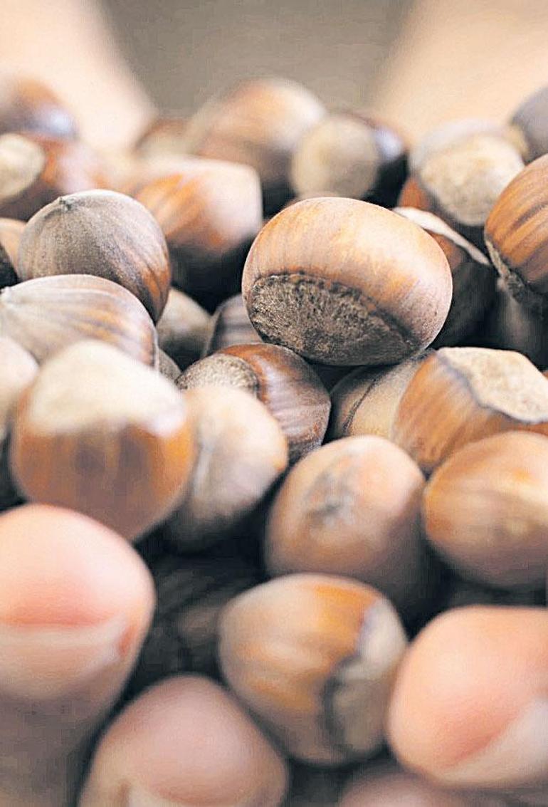 Fındıkta 1e 3 çarpan etkisiyle 1.4 milyar Euroluk katkı yaptı