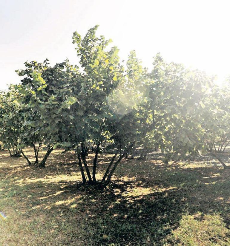 Fındıkta 1e 3 çarpan etkisiyle 1.4 milyar Euroluk katkı yaptı