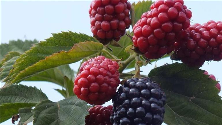 Bir kilo meyvedeki antioksidana eşit Kansere karşı koruyucu kalkan oluşturuyor: Damar sertleşmesini engelliyor, kolesterolü damardan siliyor