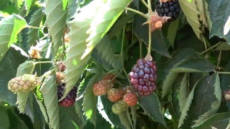 Bir kilo meyvedeki antioksidana eşit Kansere karşı koruyucu kalkan oluşturuyor: Damar sertleşmesini engelliyor, kolesterolü damardan siliyor