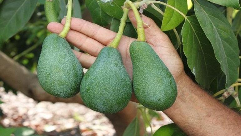 Faydası saymakla bitmiyor Her sabah kahvaltıda bir adet tüketin: Kolestrolü damardan kazıyor, Cildinizi ve saçlarınızı ışıl ışıl yapıyor
