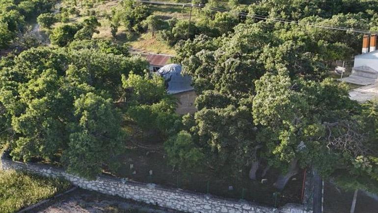Tam 800 yaşında Malatyada zamana direniyor: Geçmişin şahidi olarak görülüyor
