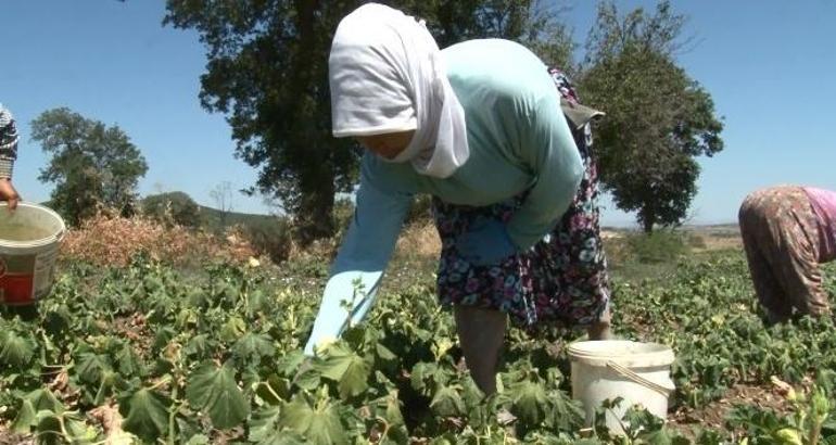 Pazardan almadan dönmeyin Folat zengini: Kan şekerini dengeliyor