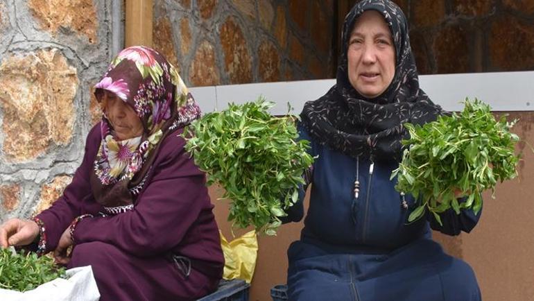 Yol kenarında kendiliğinden yetişiyor Anadolu insanının vazgeçilmezi: Doğal idrar söktürücü