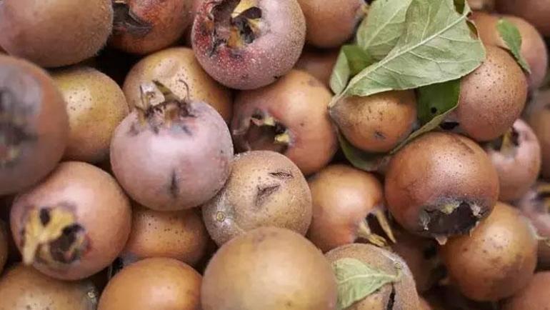 Çayını yapıp bardak bardak için Fiyatı yıllardır değişmeyen şifa: Sindirim sistemini roketliyor, metabolizma hızını ikiye katlıyor