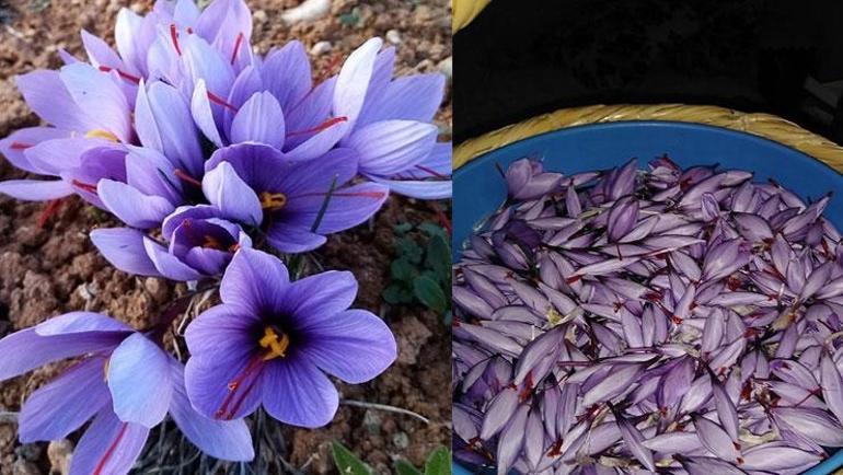 Dünyanın en pahalı baharatı Bir tutamı her derde deva: Damardaki iltihabı söküp atıyor, vücudu dipçik gibi yapıyor