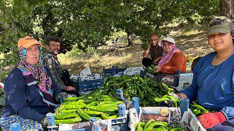 Yeşil biberi böyle tüketin Faydası 10 kat artıyor