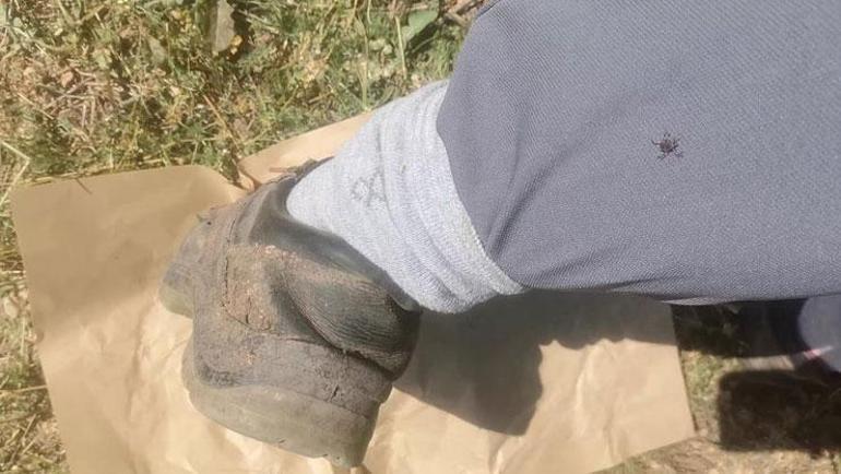Çinden gelen yeni tür Türkiyenin kabusu oldu Vaka sayıları giderek artıyor: İdrar ve ter kokusuna geliyorlar