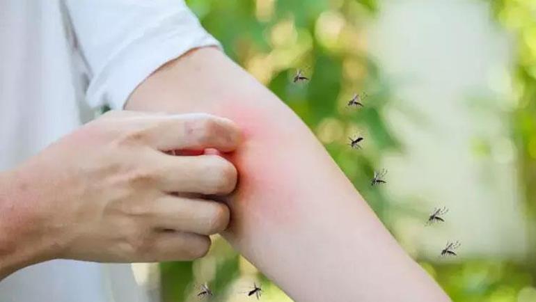 Kan grubunuz sivrisinekleri çekiyor 24 saatten fazla süren ateş ciddiye alınmalı