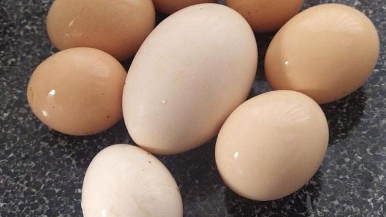Yumurtayı haşlayın suyunu sakın dökmeyin Kimse ne işe yaradığını bilmiyor